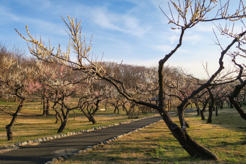 根岸森林公園の写真4