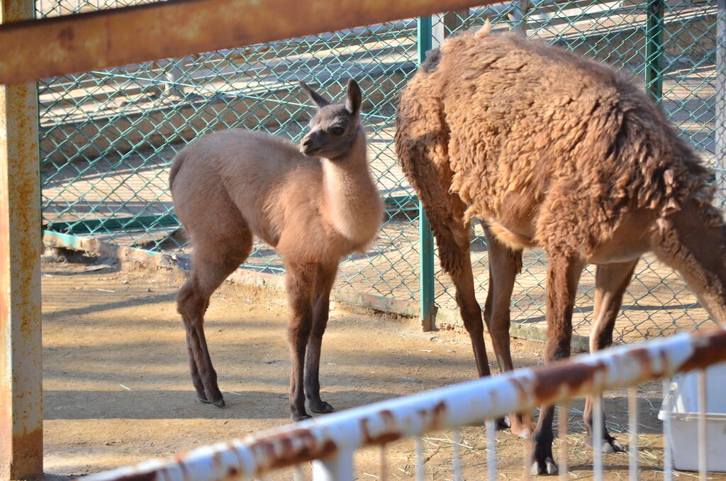 浜松市動物園の写真2