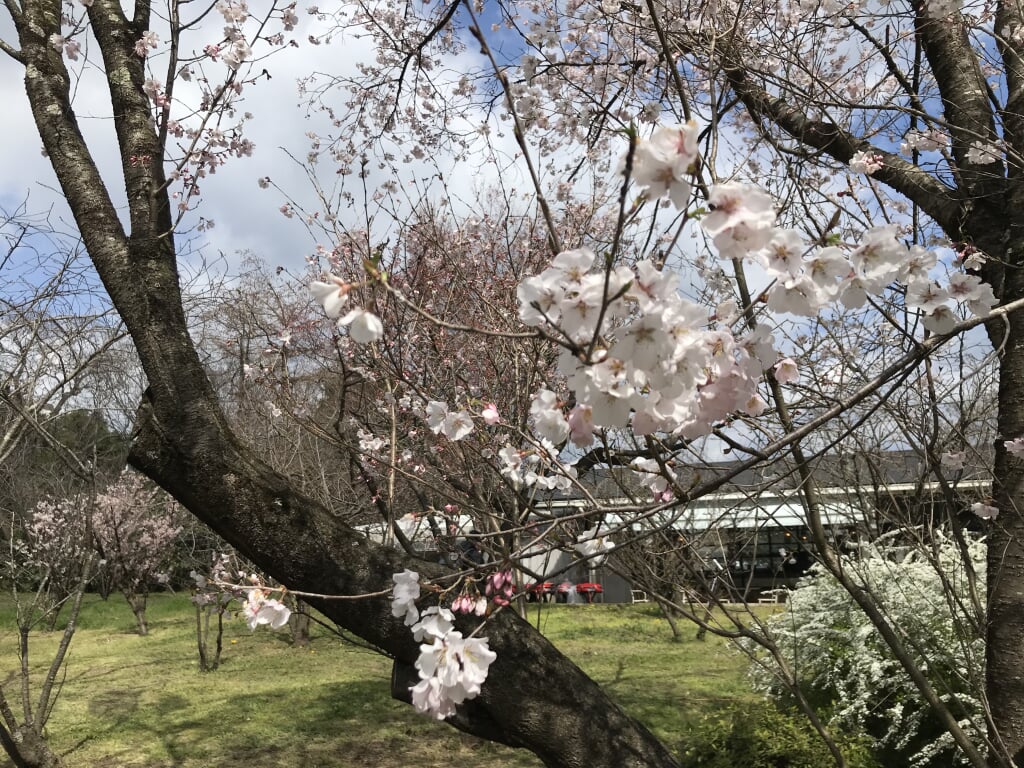 京都府立植物園の写真3