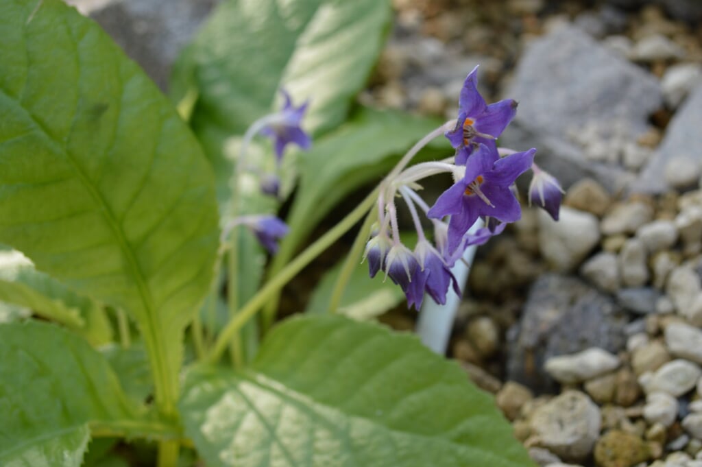 京都府立植物園の写真11