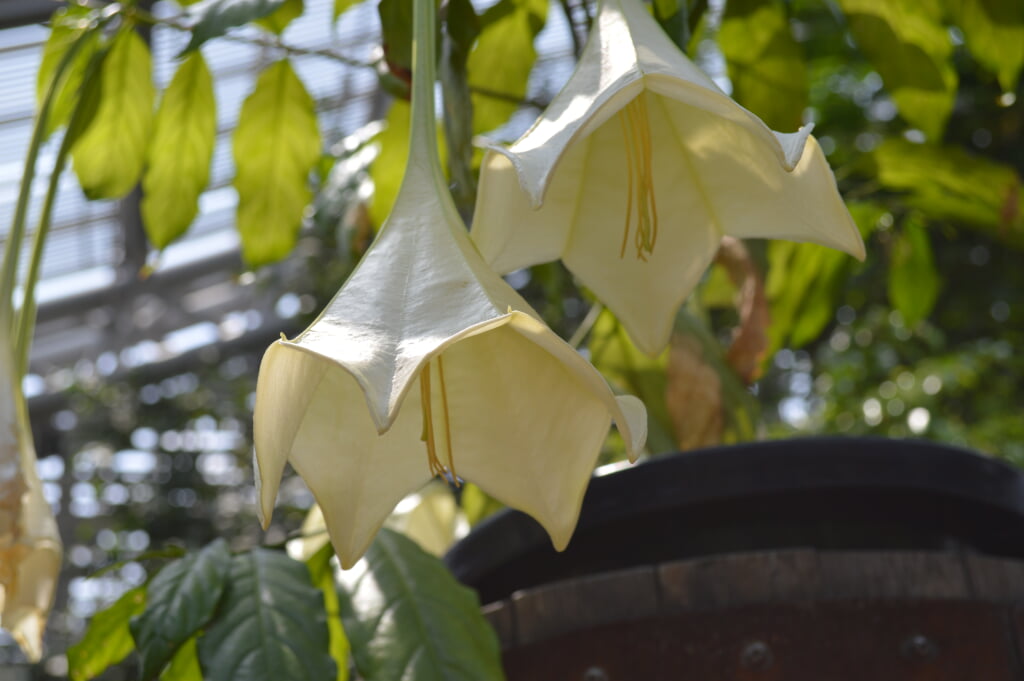 京都府立植物園の写真14