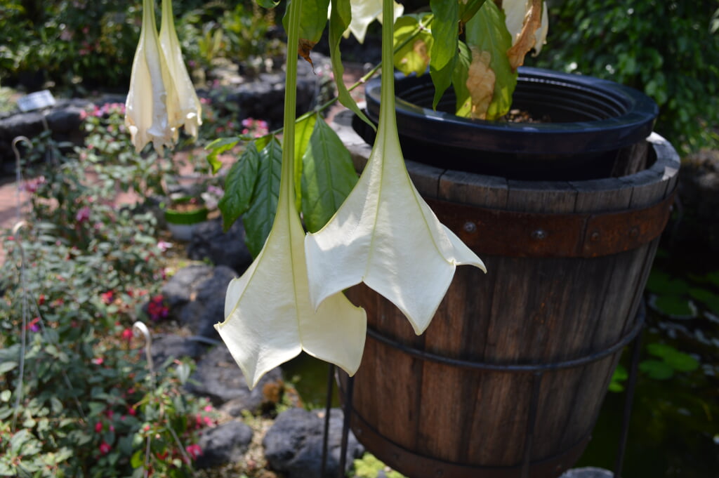京都府立植物園の写真15