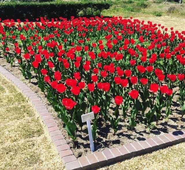 京都府立植物園の写真17