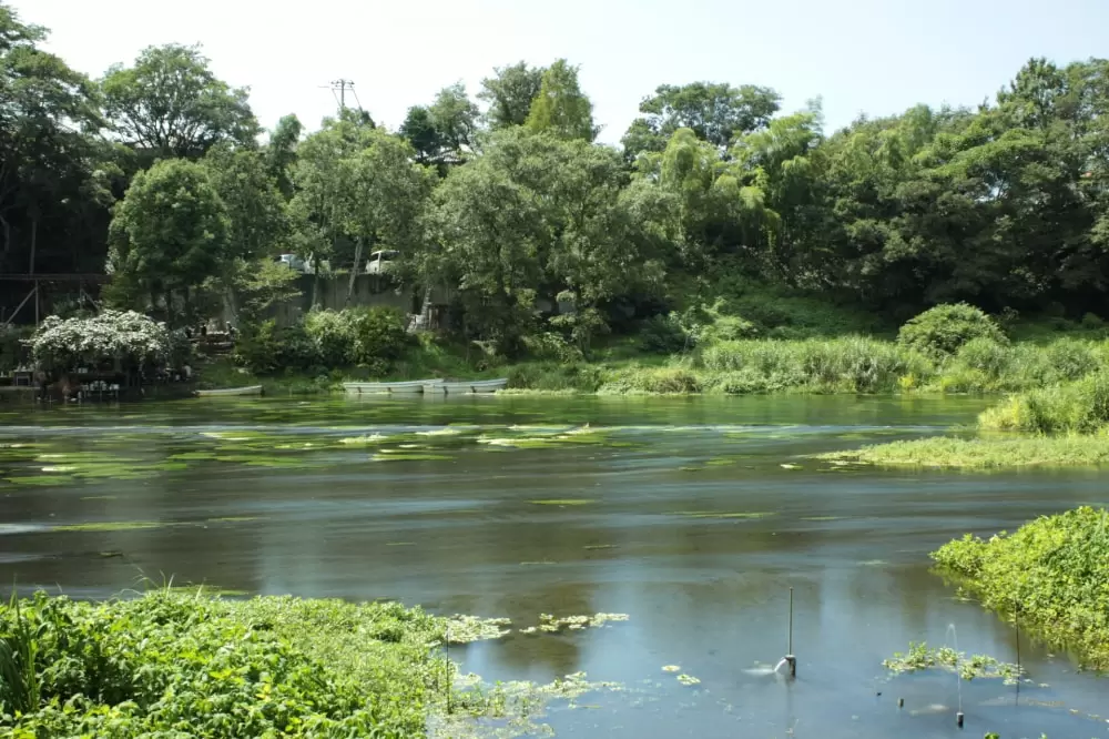 柿田川公園の写真1