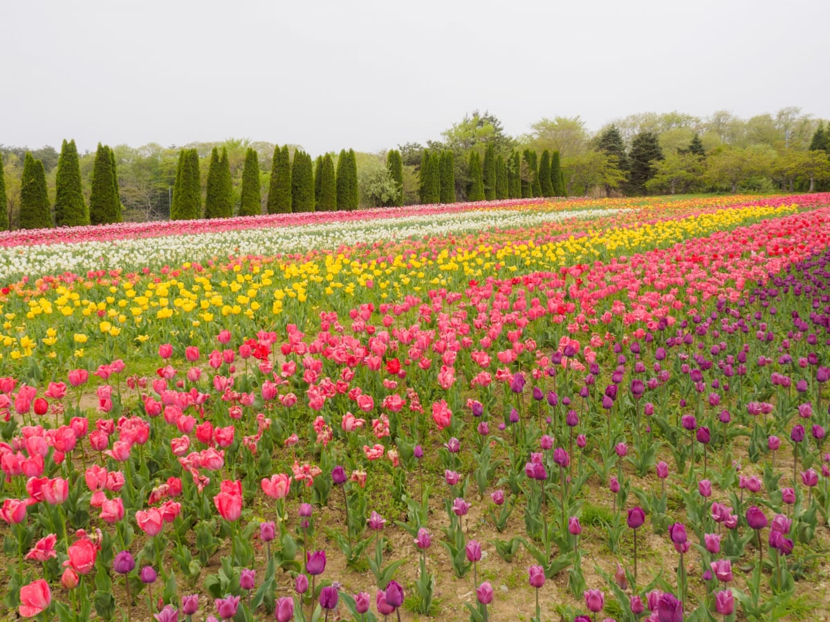 館ヶ森アーク牧場の写真3