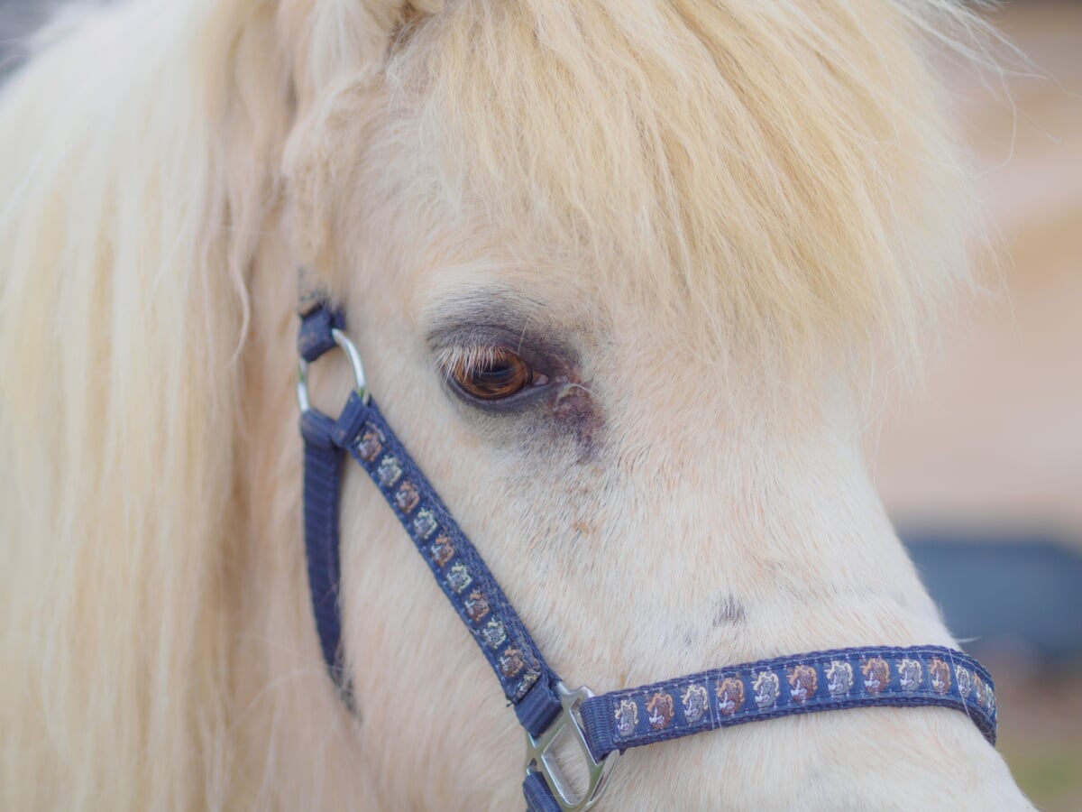 館ヶ森アーク牧場の写真4