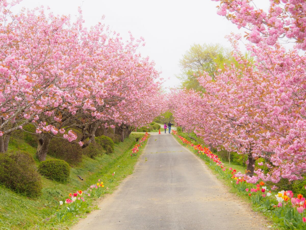 館ヶ森アーク牧場の写真1
