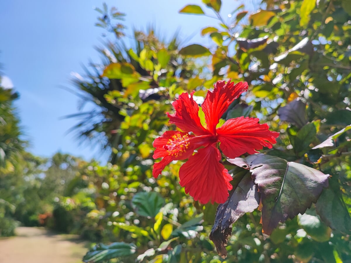 亜熱帯植物園 由布島の写真2
