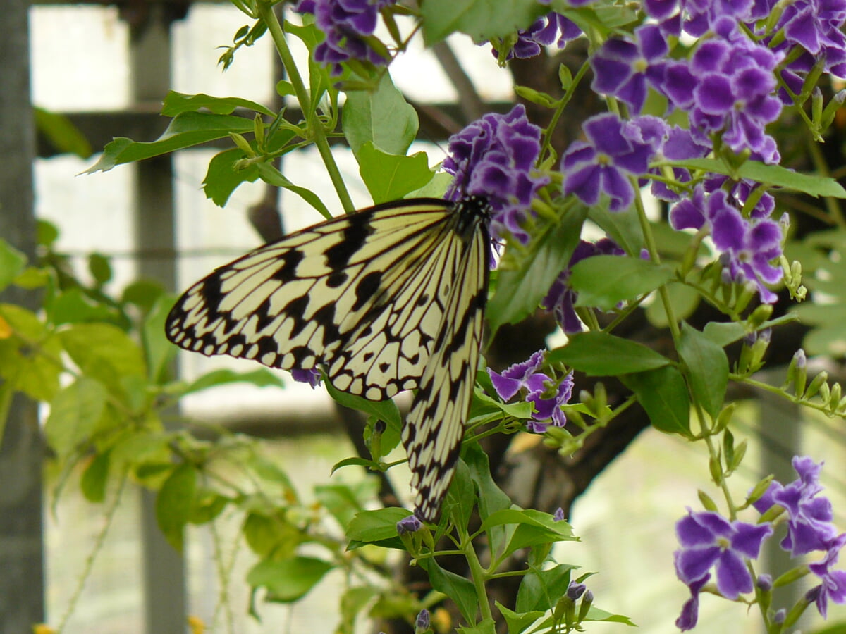 亜熱帯植物園 由布島の写真3