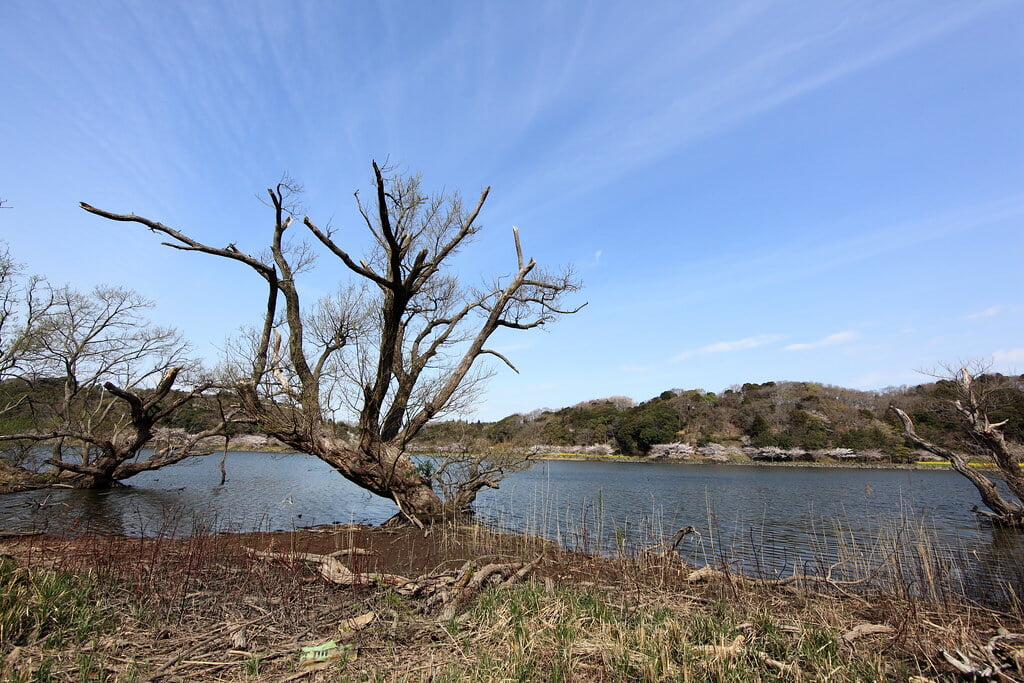 袖ケ浦公園の写真5