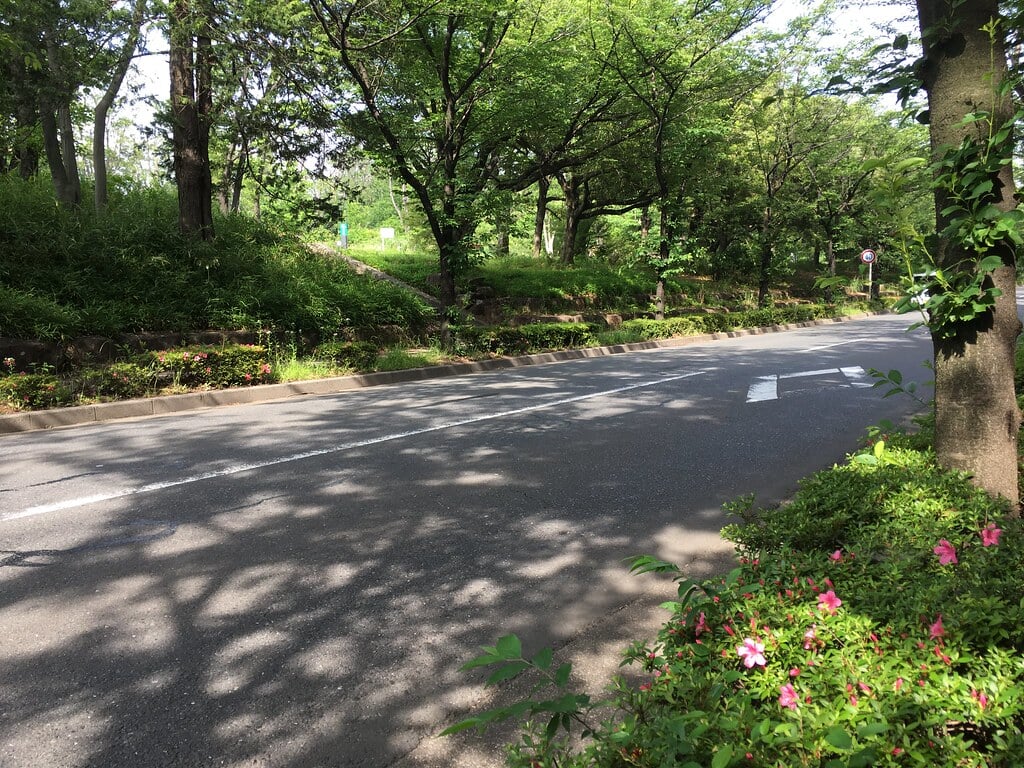 大泉中央公園の写真3