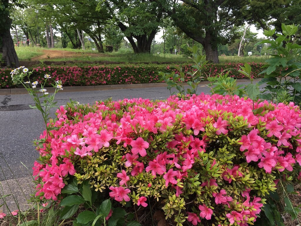 大泉中央公園の写真9