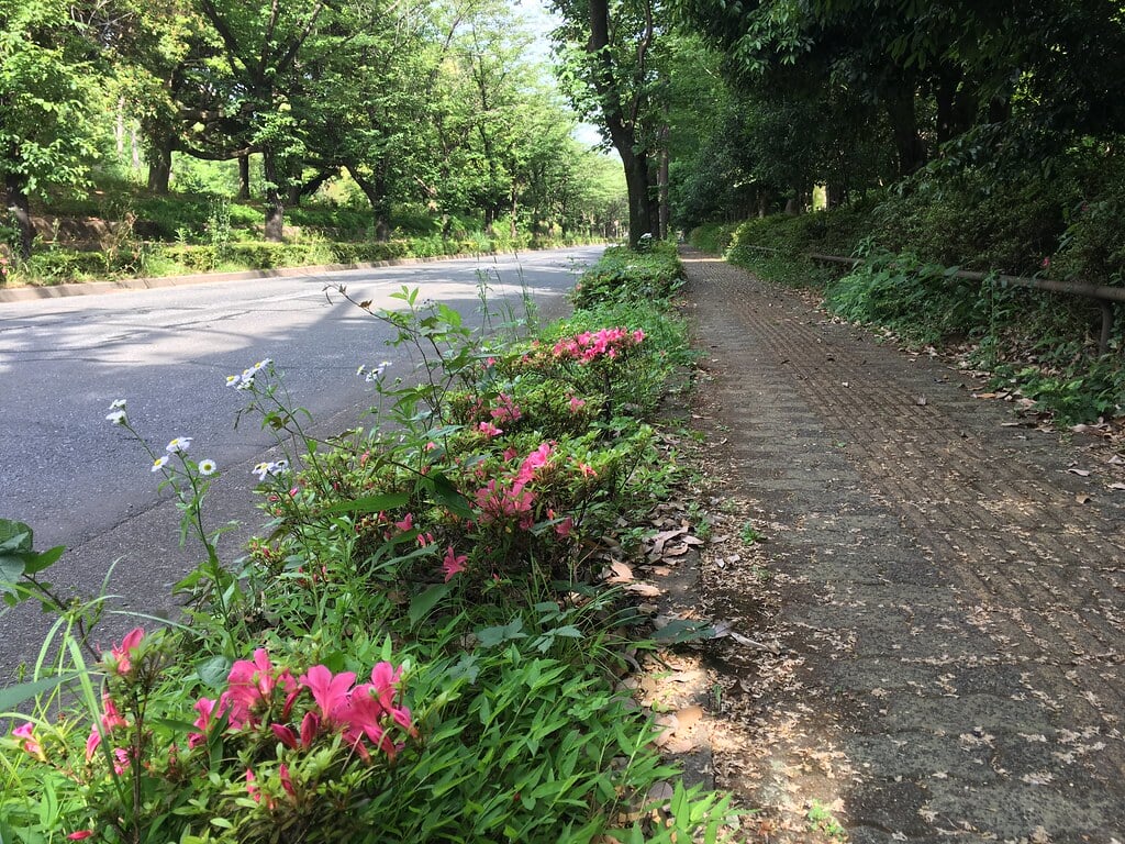 大泉中央公園の写真10