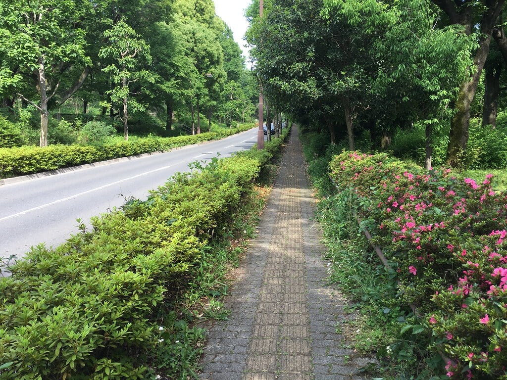 大泉中央公園の写真13