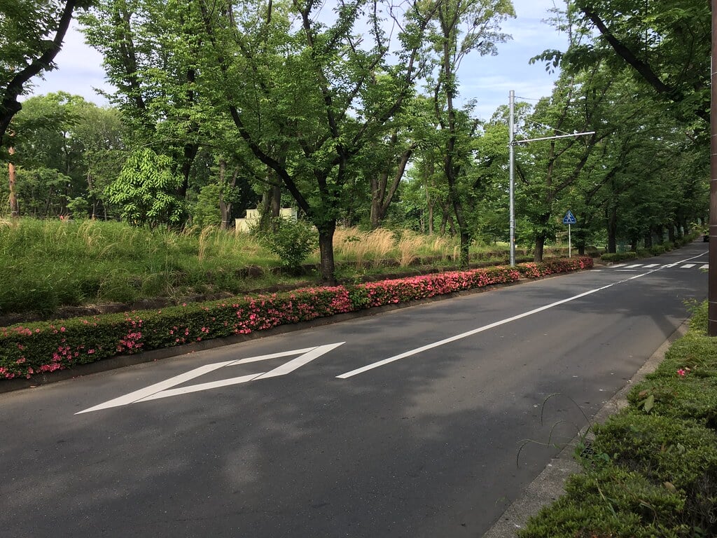 大泉中央公園の写真14