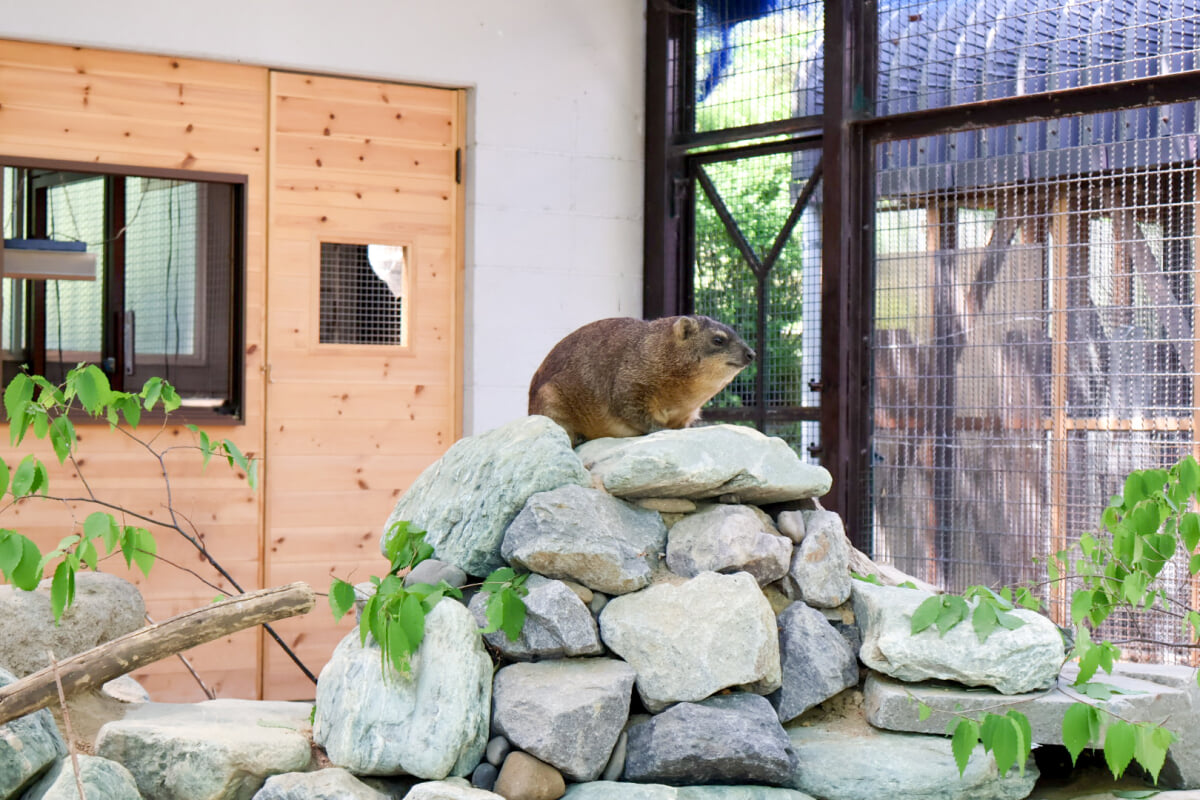 長野市 城山動物園の写真1