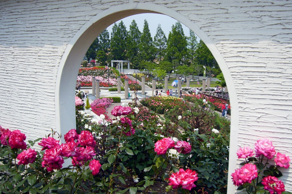 荒牧バラ公園の写真4