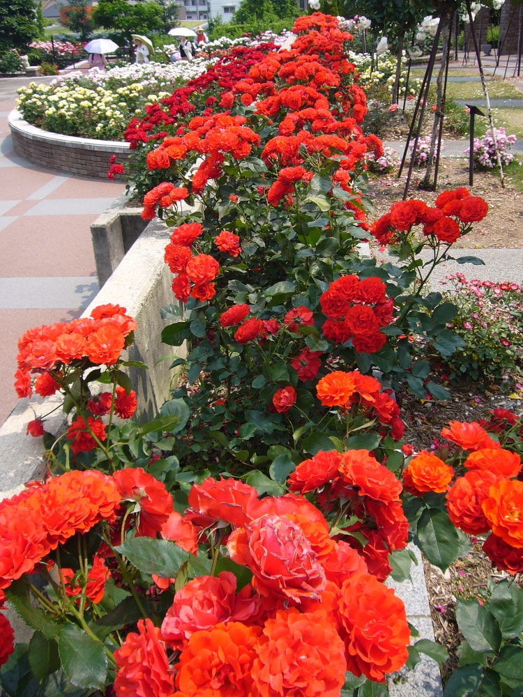 荒牧バラ公園の写真5