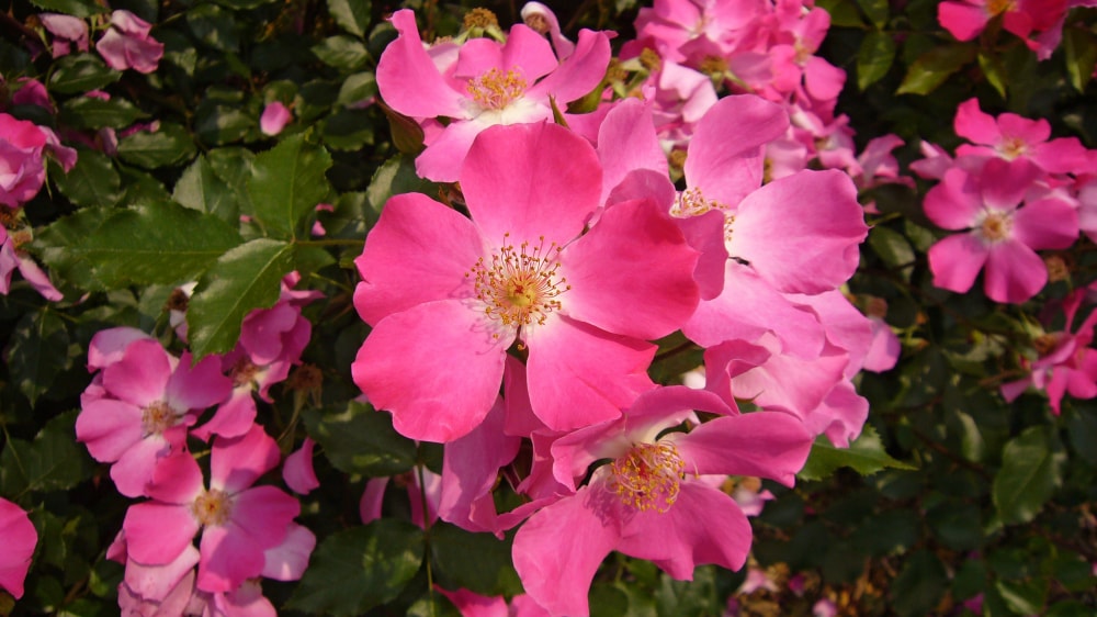 荒牧バラ公園の写真6