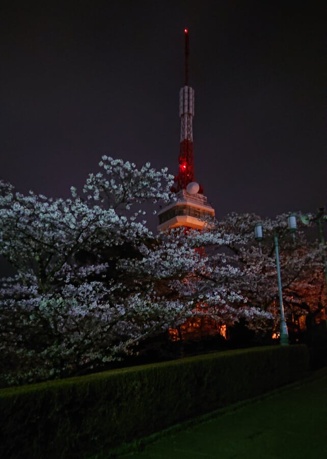 八幡山公園の写真3