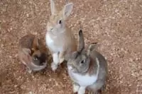 成田ふれあい牧場