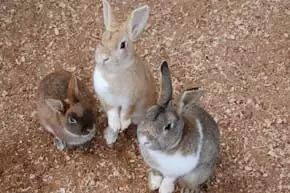 成田ふれあい牧場の写真1