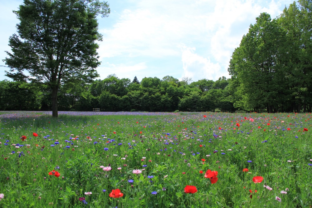 とちぎわんぱく公園の写真4