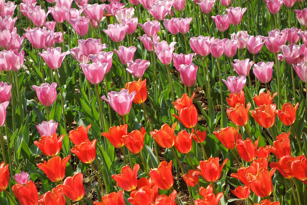 猿江恩賜公園の写真9