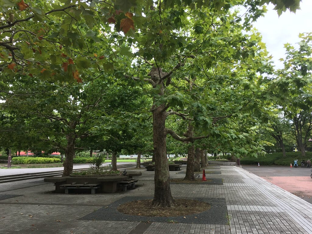 猿江恩賜公園の写真12