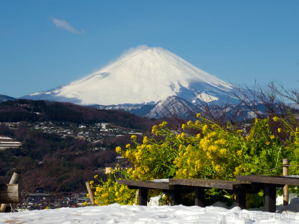 吾妻山公園の写真2