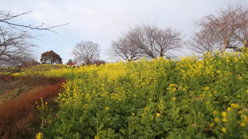 吾妻山公園の写真1