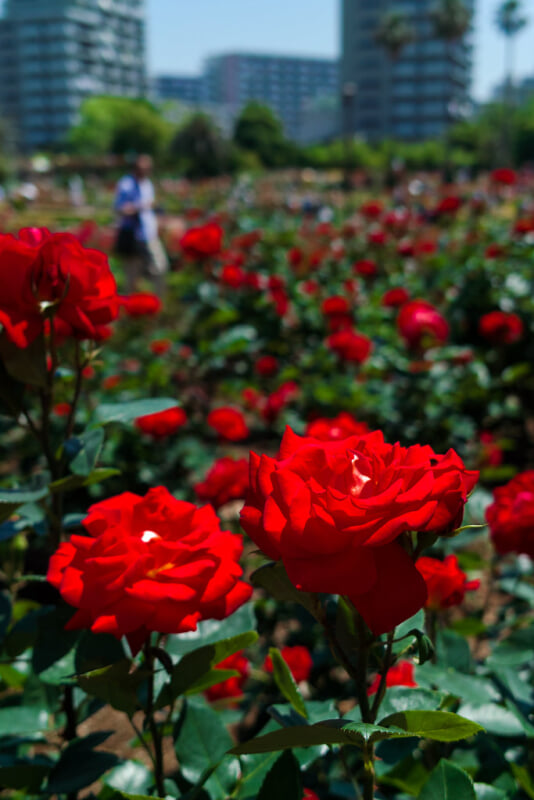 谷津バラ園の写真2