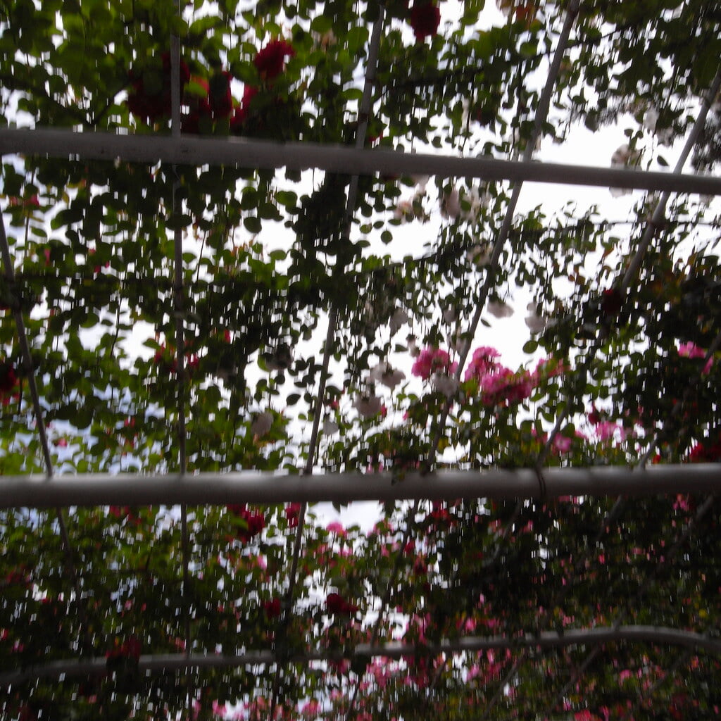 谷津バラ園の写真3