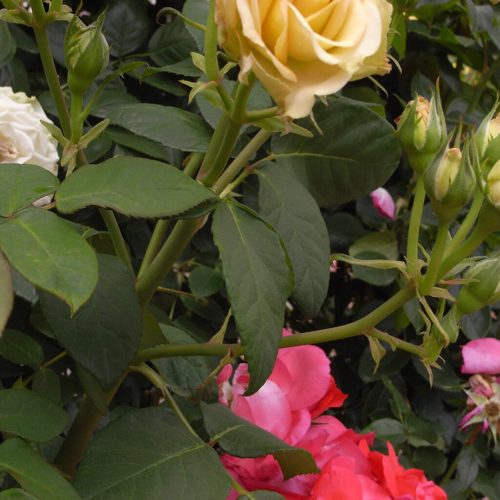 谷津バラ園の写真4