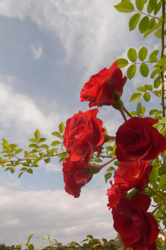 谷津バラ園の写真5