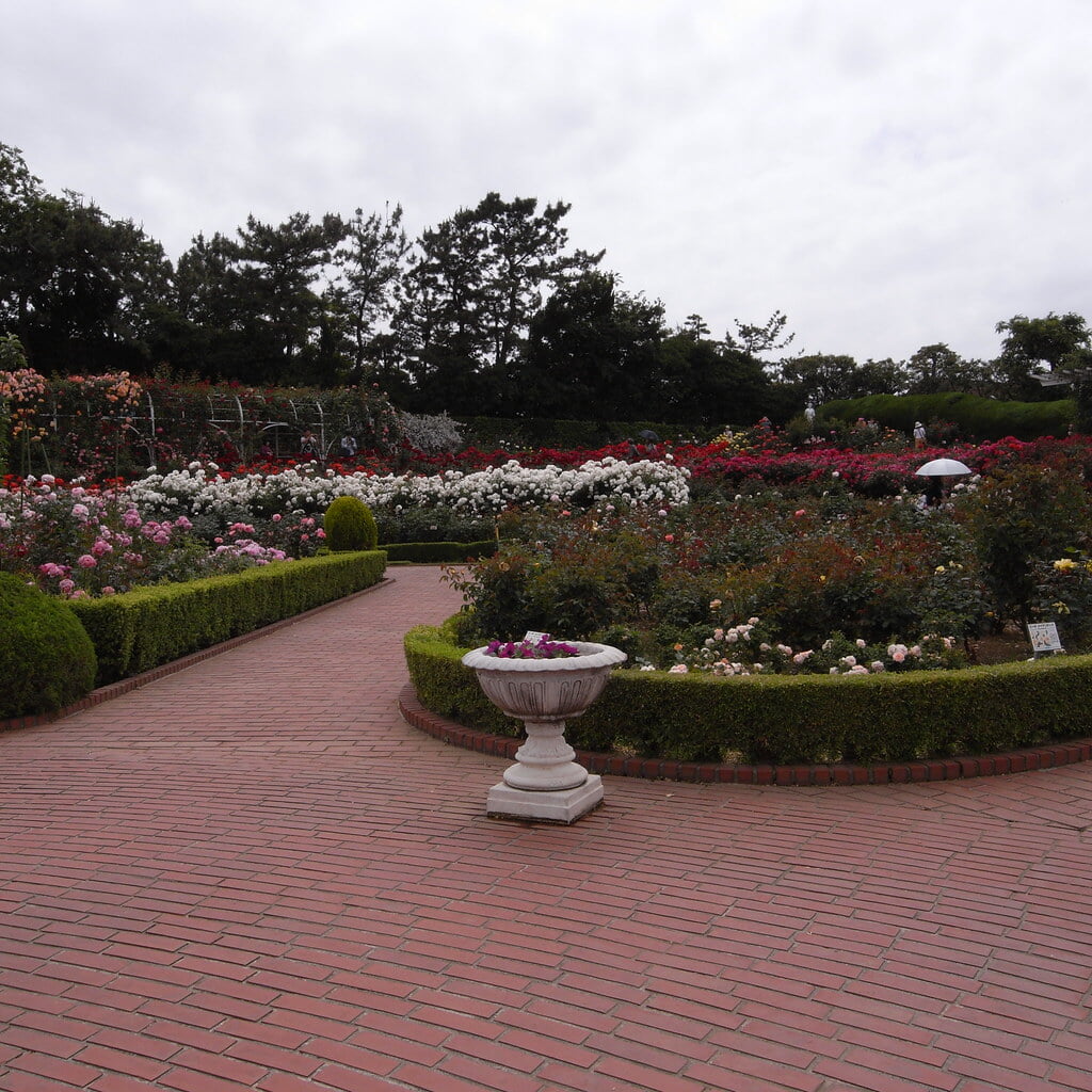 谷津バラ園の写真7