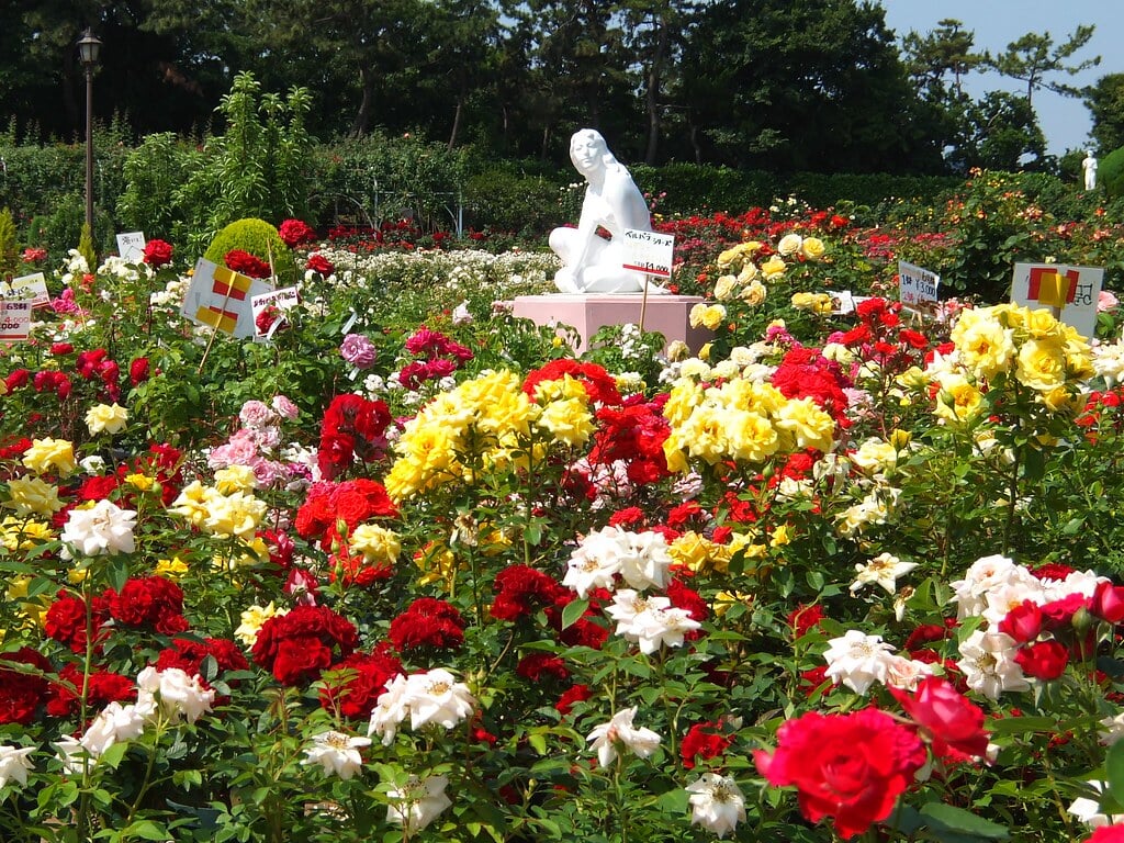 谷津バラ園の写真8