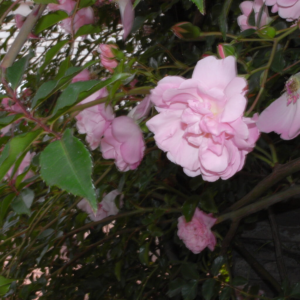 谷津バラ園の写真9