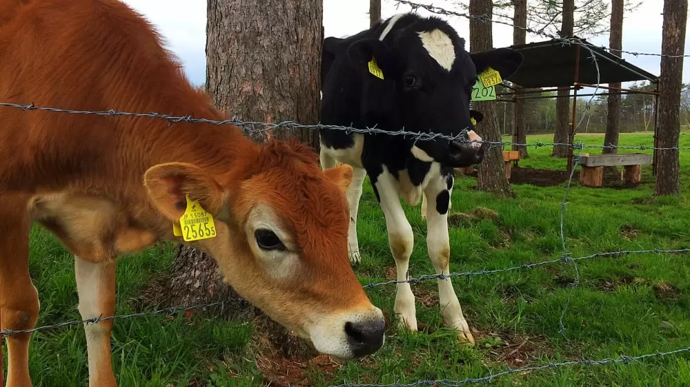 浅間牧場茶屋の写真1