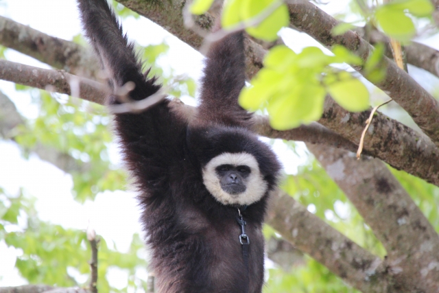 福知山市動物園の写真2