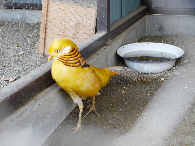 福知山市動物園の写真3