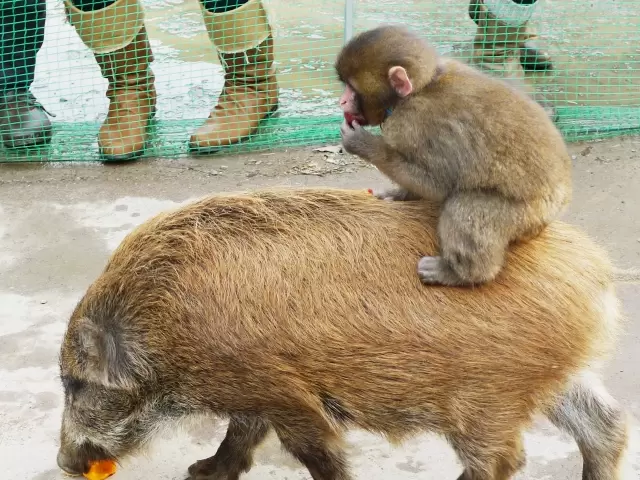 福知山市動物園の写真1