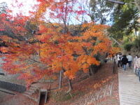 最上山公園・もみじ山