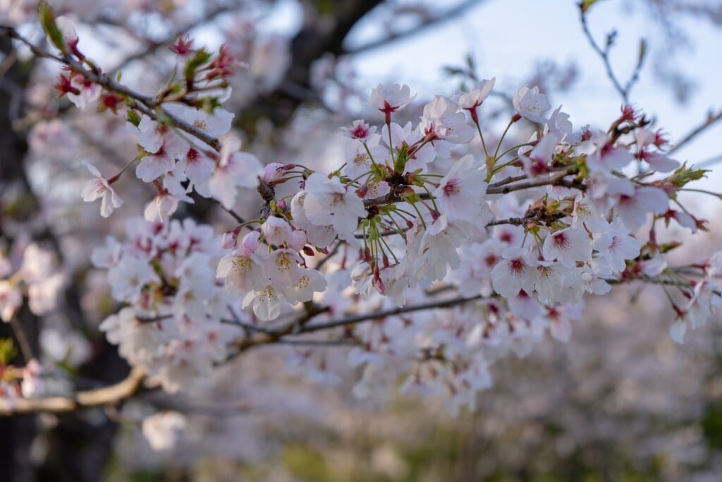 城山公園の写真2