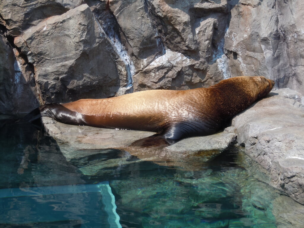 宮島水族館の写真2