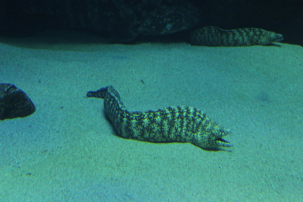 宮島水族館の写真3