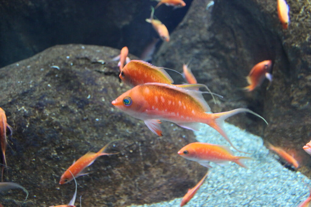 宮島水族館の写真4