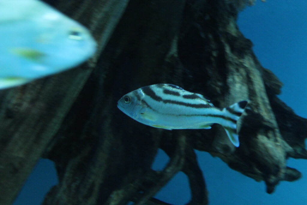 宮島水族館の写真5