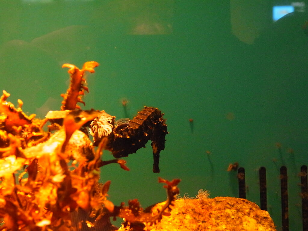 宮島水族館の写真6