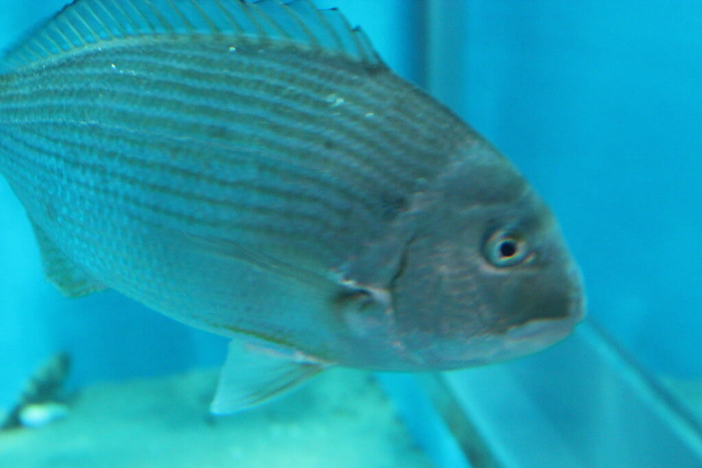 宮島水族館の写真8